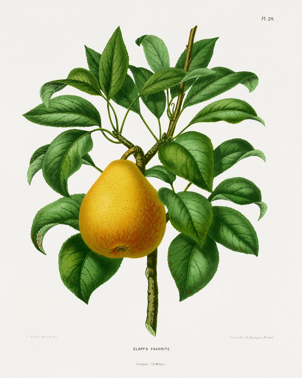 Clapp's Favorite Pear chromolithograph plates by Abraham Jacobus Wendel. Digitally enhanced from our own 1879 edition plates…