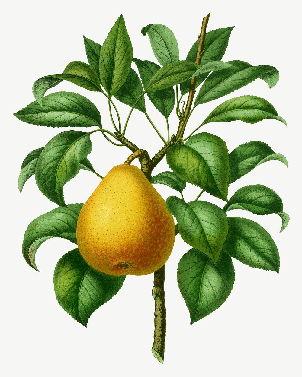 Vintage pear illustration, collage element psd. Remixed from our own original 1879 edition of Nederlandsche Flora en Pomona. 