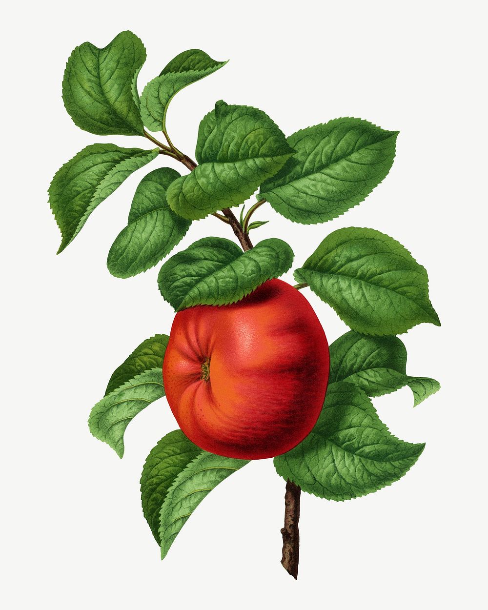 Vintage apple illustration, collage element psd. Remixed from our own original 1879 edition of Nederlandsche Flora en…