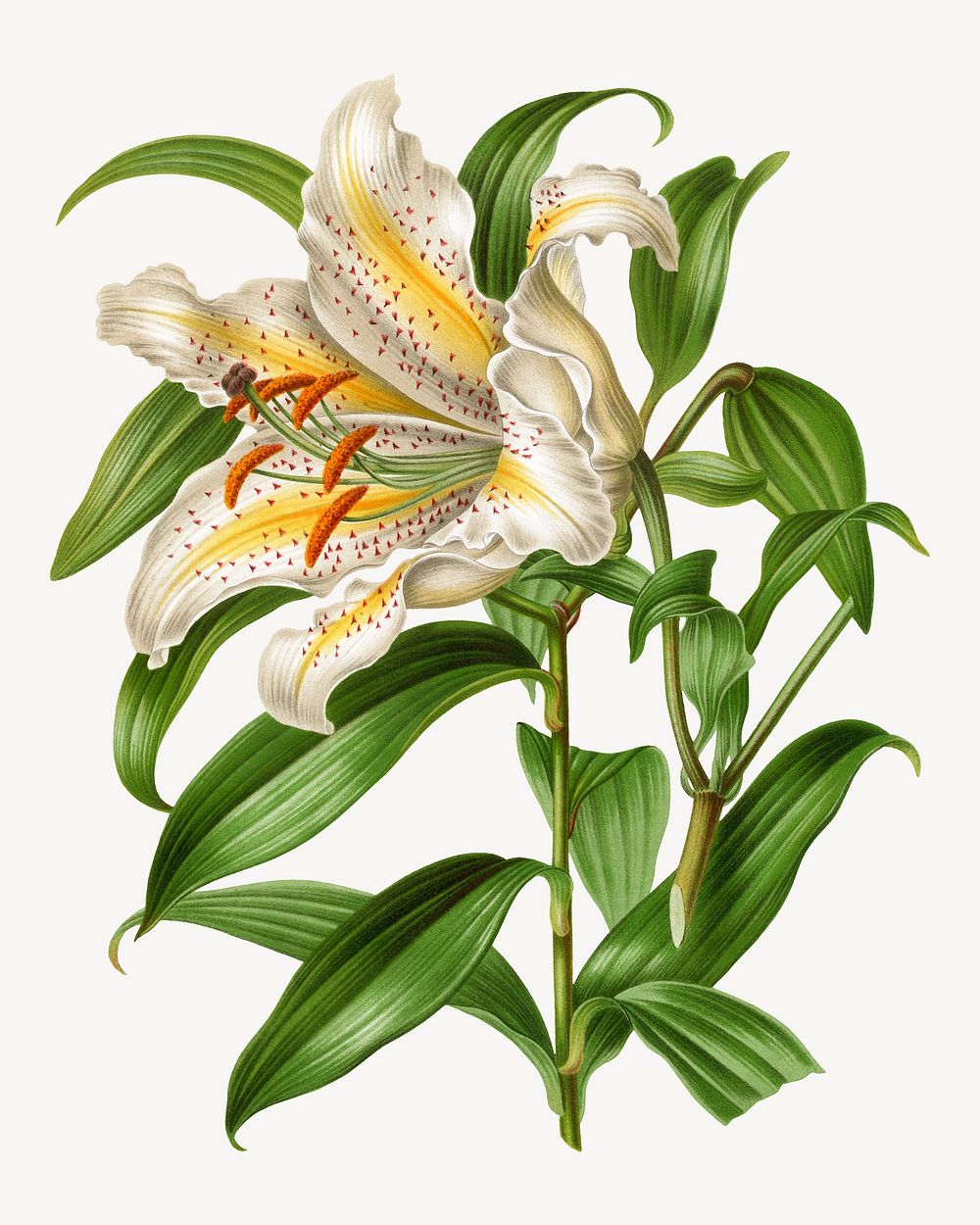 Vintage white lily illustration. Remixed from our own original 1879 edition of Nederlandsche Flora en Pomona. 