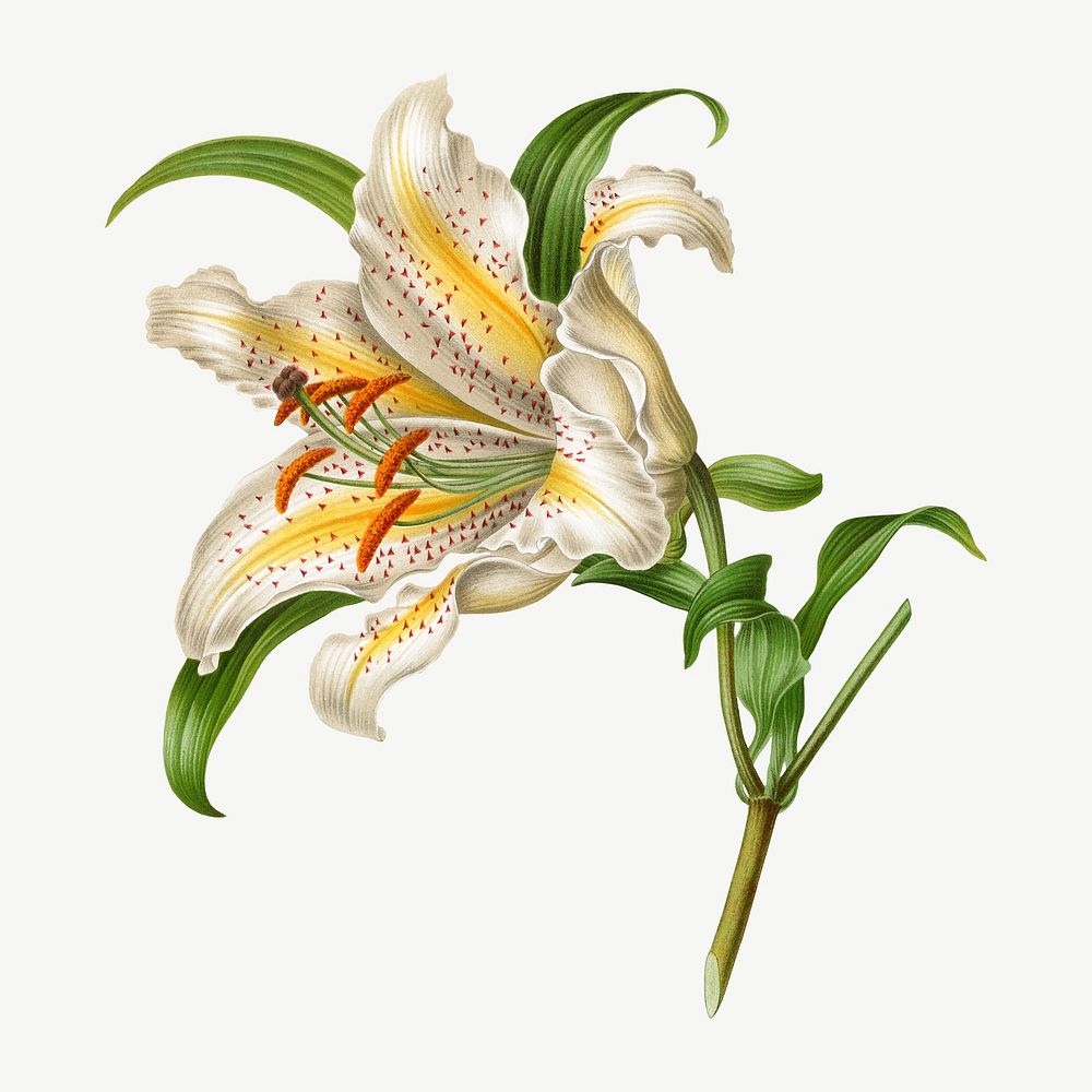 Vintage white lily illustration, collage element psd. Remixed from our own original 1879 edition of Nederlandsche Flora en…