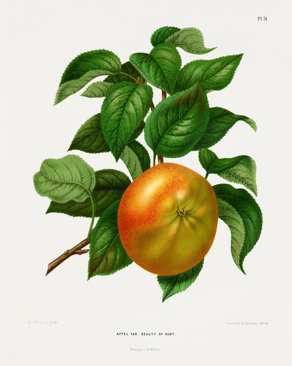 Appel Var. Beauty of Kent (Apple) chromolithograph plates by Abraham Jacobus Wendel. Digitally enhanced from our own 1879…