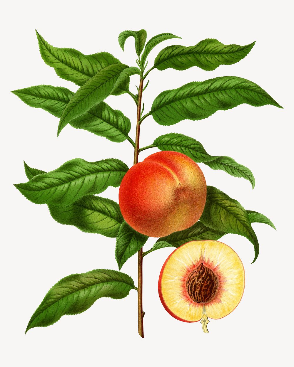 Vintage royal george peach illustration. Remixed from our own original 1879 edition of Nederlandsche Flora en Pomona. 