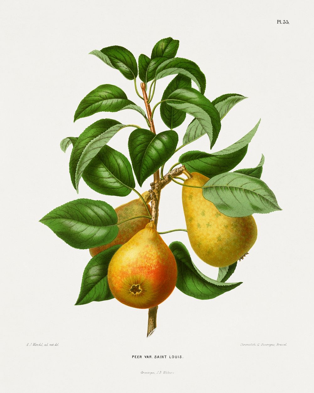 Peer Var. Saint Louis (Pear) chromolithograph plates by Abraham Jacobus Wendel. Digitally enhanced from our own 1879 edition…