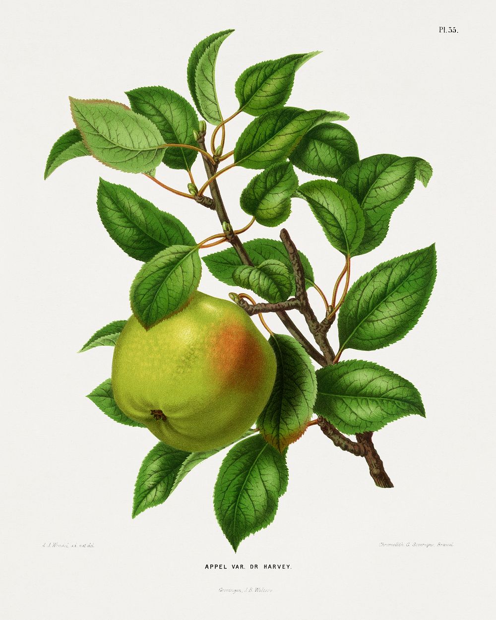 Appel Var. Dr. Harvey (Apple) chromolithograph plates by Abraham Jacobus Wendel. Digitally enhanced from our own 1879…