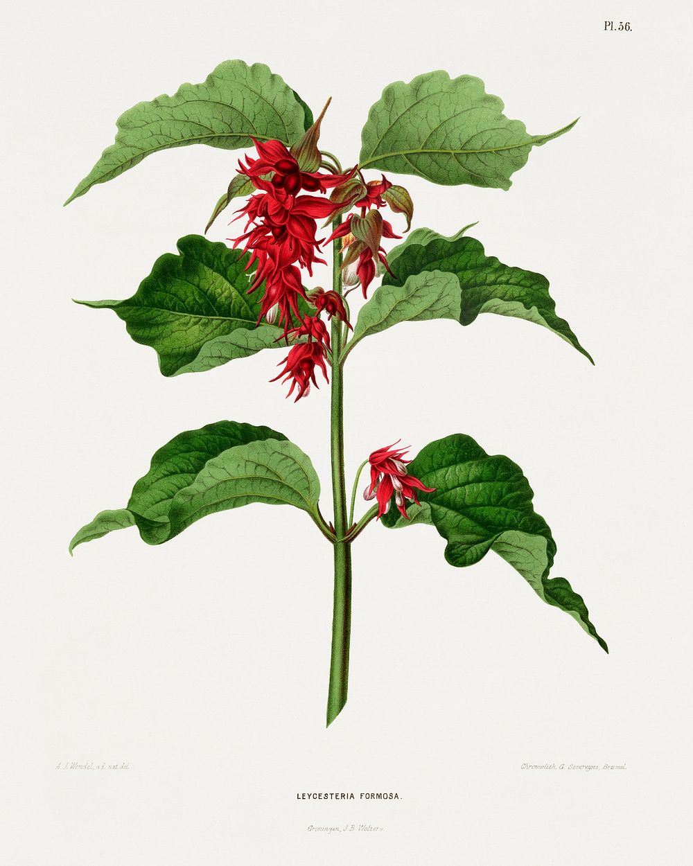 The pheasant berry (Leycesteria Formosa) chromolithograph plates by Abraham Jacobus Wendel. Digitally enhanced from our own…
