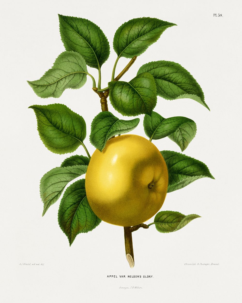 Appel Var. Nelson's Glory (Apple) chromolithograph plates by Abraham Jacobus Wendel. Digitally enhanced from our own 1879…
