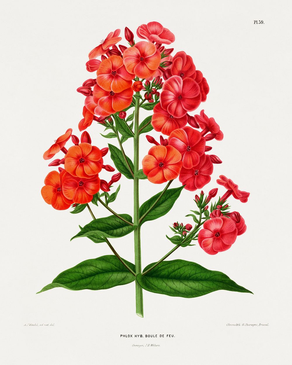 Phlox Hyb. Boule De Feu. chromolithograph plates by Abraham Jacobus Wendel. Digitally enhanced from our own 1879 edition…