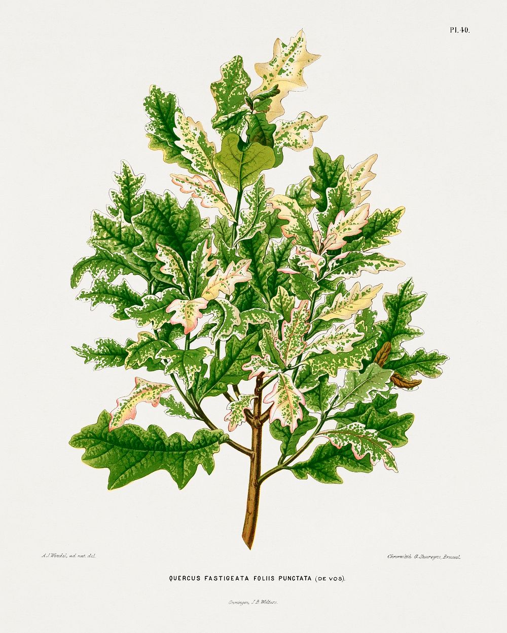 Quercus Fastigeata Foliis Punctata (Oak) chromolithograph plates by Abraham Jacobus Wendel. Digitally enhanced from our own…