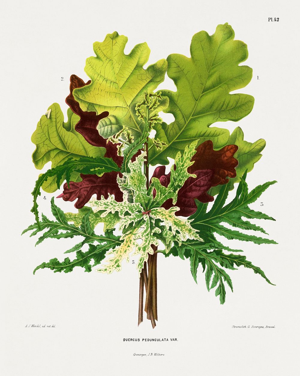 Quercus Pedunculata Var. (oak) chromolithograph plates by Abraham Jacobus Wendel. Digitally enhanced from our own 1879…