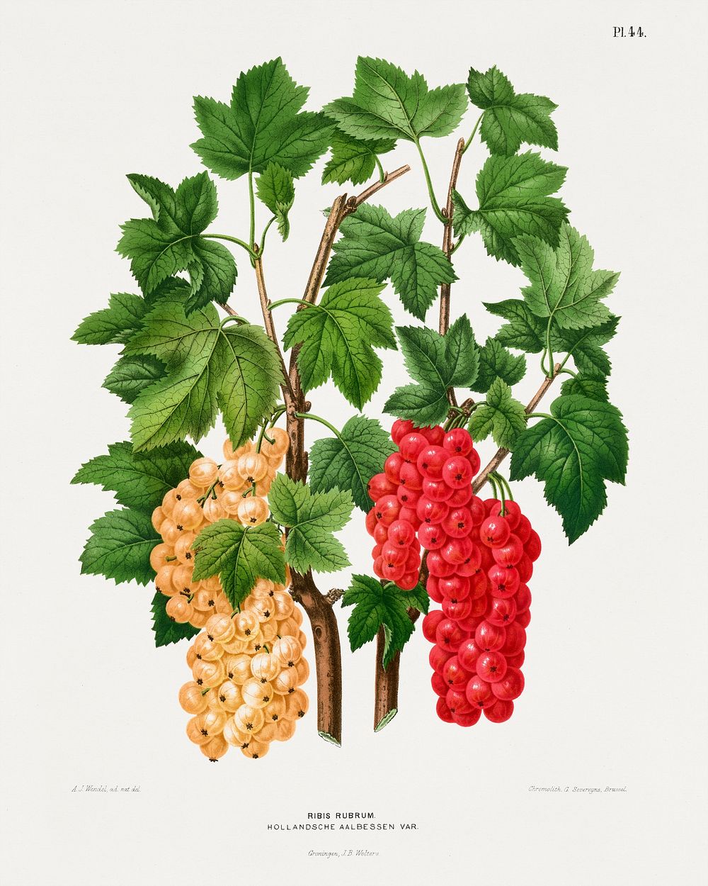 Red currant (Ribis Rubrum) chromolithograph plates by Abraham Jacobus Wendel. Digitally enhanced from our own 1879 edition…