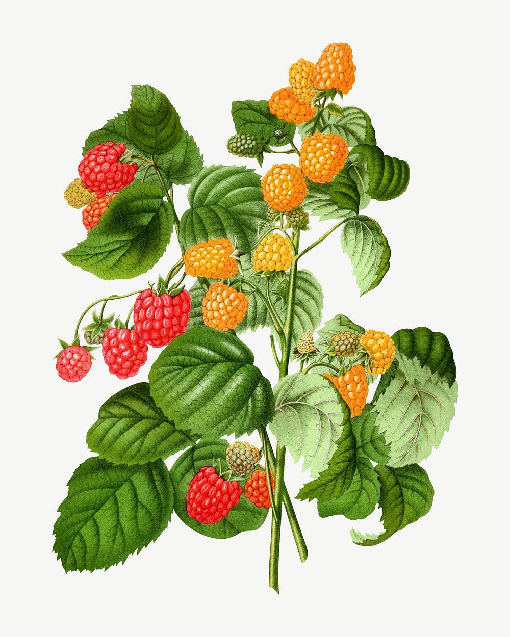 Vintage raspberry illustration, collage element psd. Remixed from our own original 1879 edition of Nederlandsche Flora en…