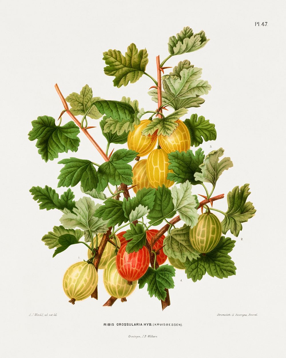 Gooseberries (Ribis Grossularia Hyb.) chromolithograph plates by Abraham Jacobus Wendel. Digitally enhanced from our own…