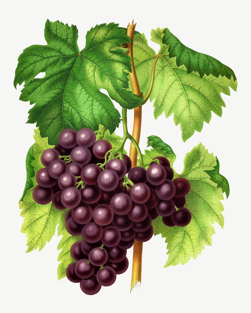 Vintage grapes illustration, collage element psd. Remixed from our own original 1879 edition of Nederlandsche Flora en…