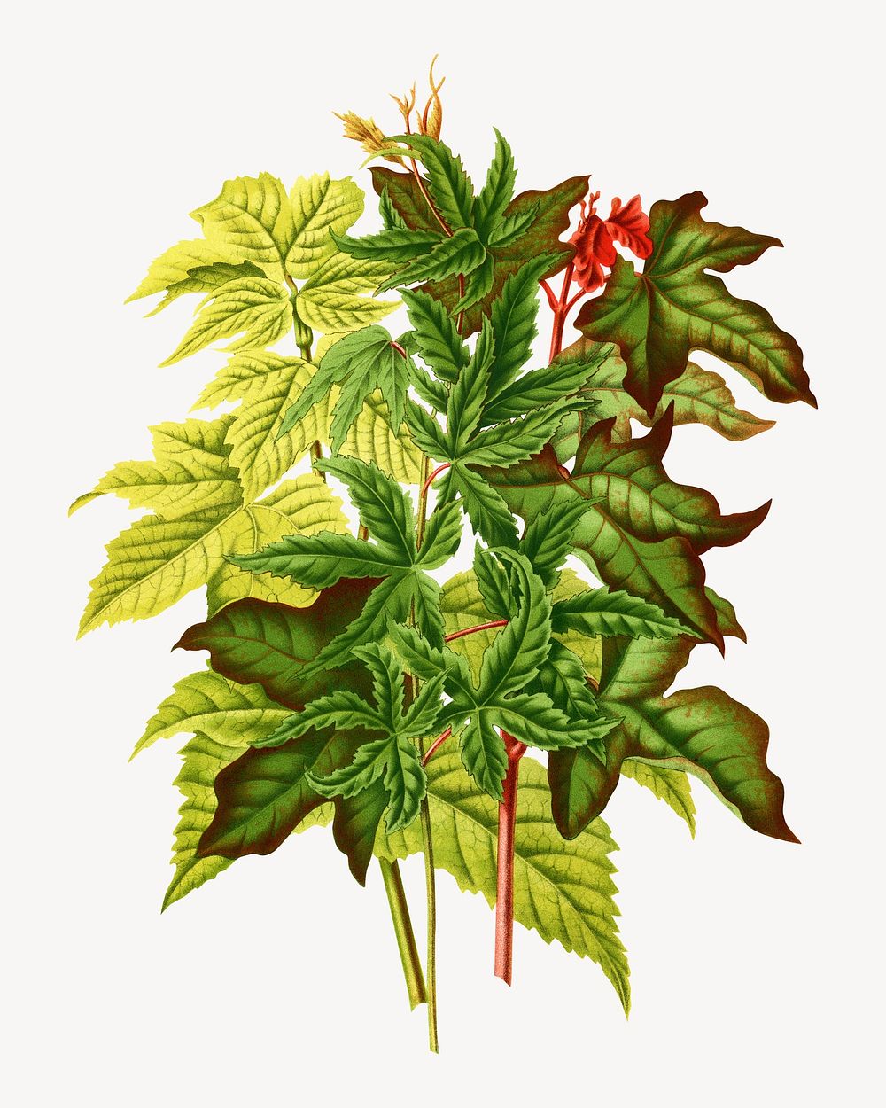 Vintage green maple leaves illustration. Remixed from our own original 1879 edition of Nederlandsche Flora en Pomona. 