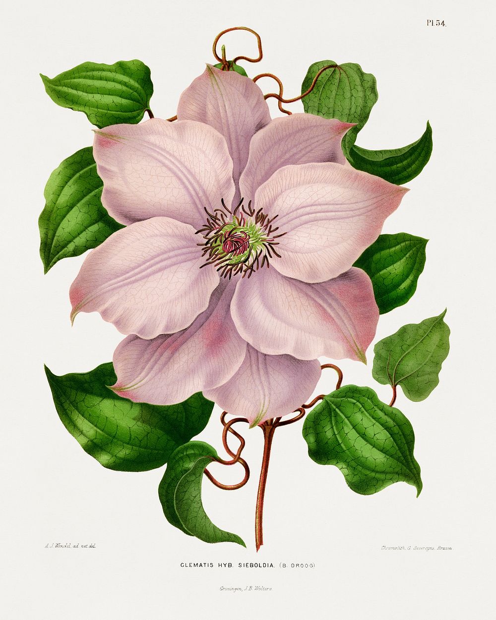 Glematis Hyb. Sieboldia chromolithograph plates by Abraham Jacobus Wendel. Digitally enhanced from our own 1879 edition…