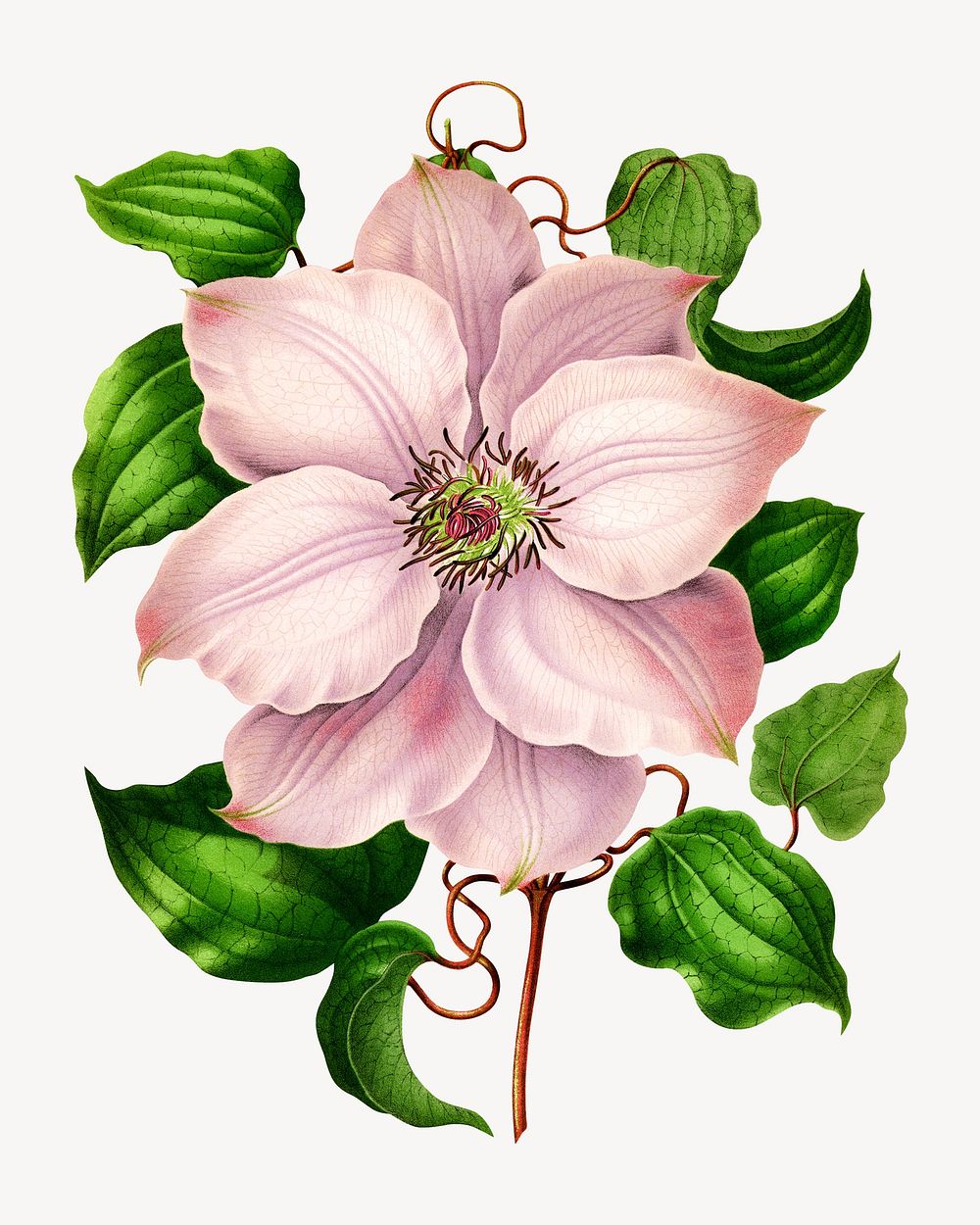 Vintage pink clematis flower illustration. Remixed from our own original 1879 edition of Nederlandsche Flora en Pomona. 
