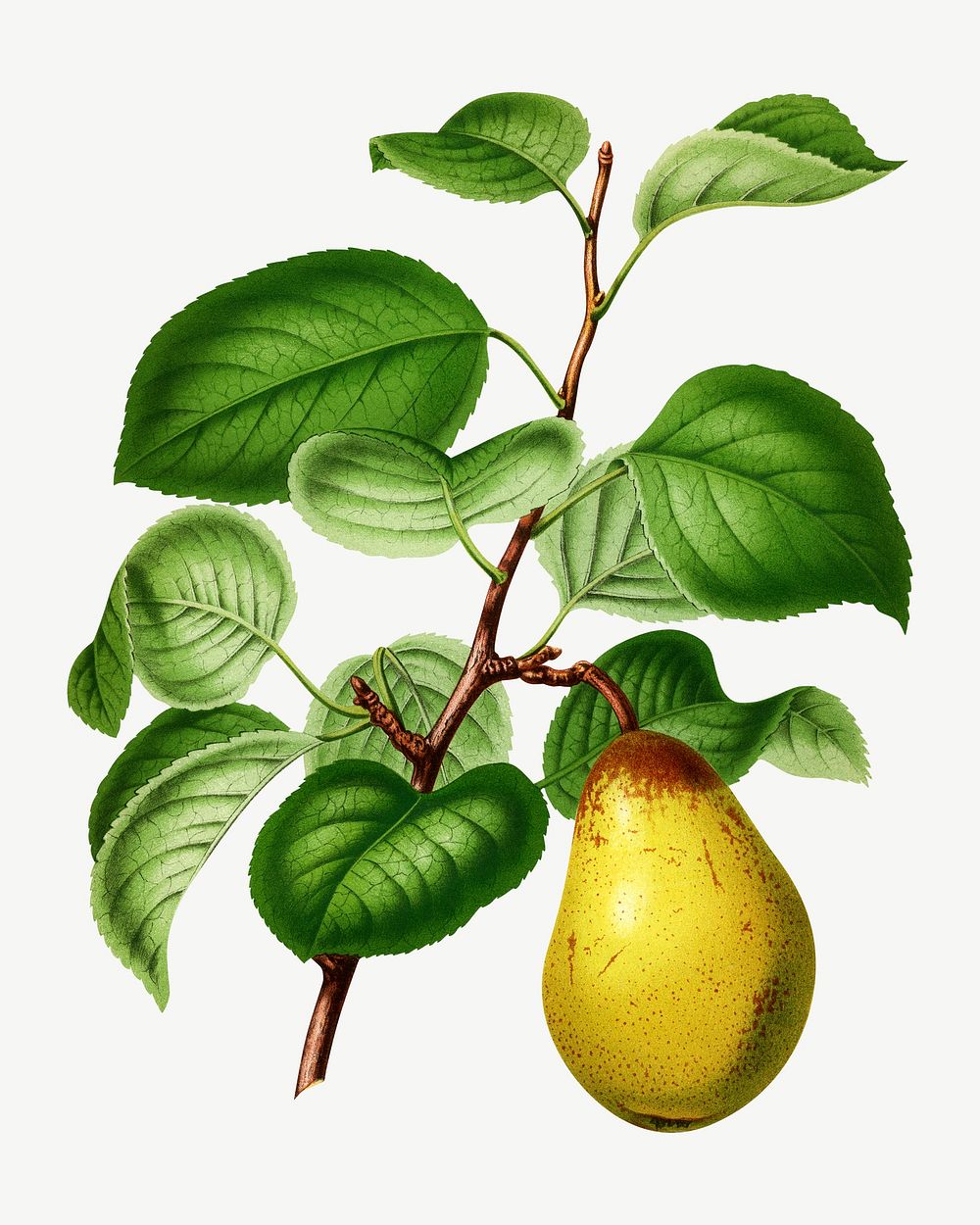 Vintage pear illustration, collage element psd. Remixed from our own original 1879 edition of Nederlandsche Flora en Pomona. 