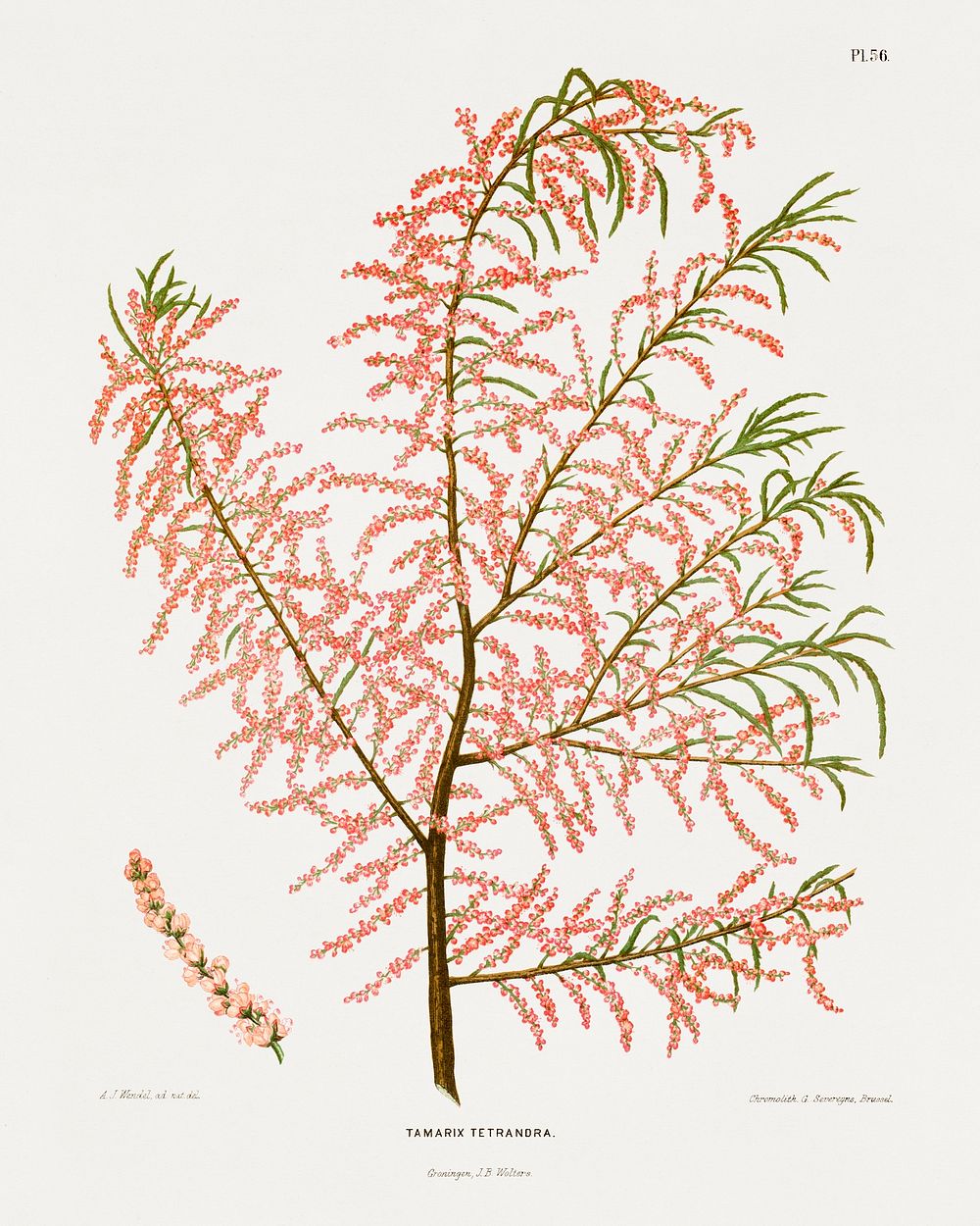 Salt Cedar (Tamarix Tetrandra) chromolithograph plates by Abraham Jacobus Wendel. Digitally enhanced from our own 1879…