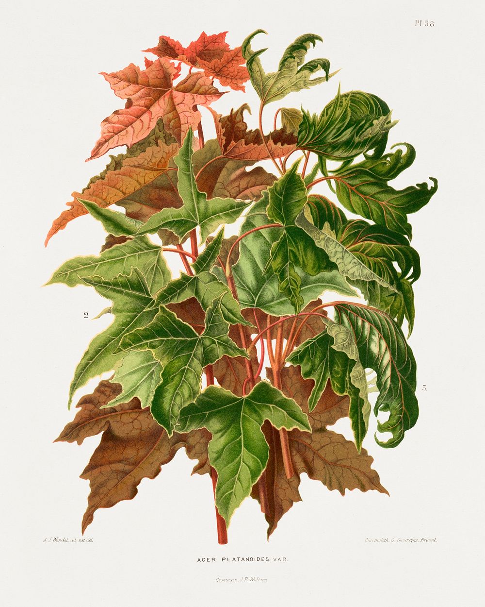 The Norway maple (Acer Platanoides) chromolithograph plates by Abraham Jacobus Wendel. Digitally enhanced from our own 1879…