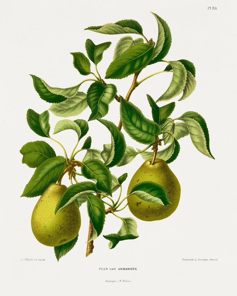 Peer Var. Urbaniste (Pear) chromolithograph plates by Abraham Jacobus Wendel. Digitally enhanced from our own 1879 edition…