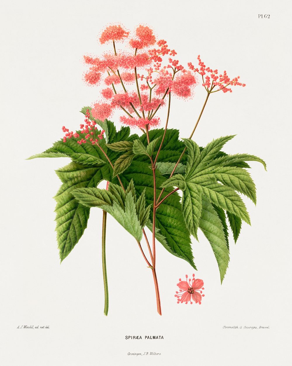 Spiraea Palmata chromolithograph plates by Abraham Jacobus Wendel. Digitally enhanced from our own 1879 edition plates of…