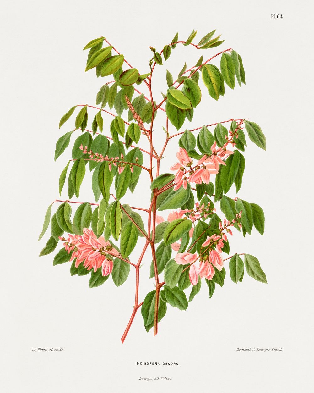 Summer Wisteria (Indigofera Decora) chromolithograph plates by Abraham Jacobus Wendel. Digitally enhanced from our own 1879…