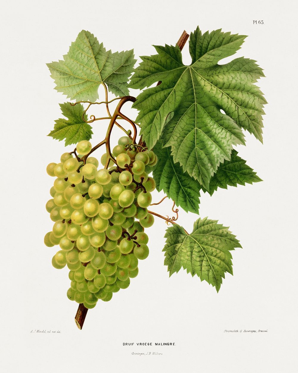 Druif Vroege Malingre (Grapes) chromolithograph plates by Abraham Jacobus Wendel. Digitally enhanced from our own 1879…