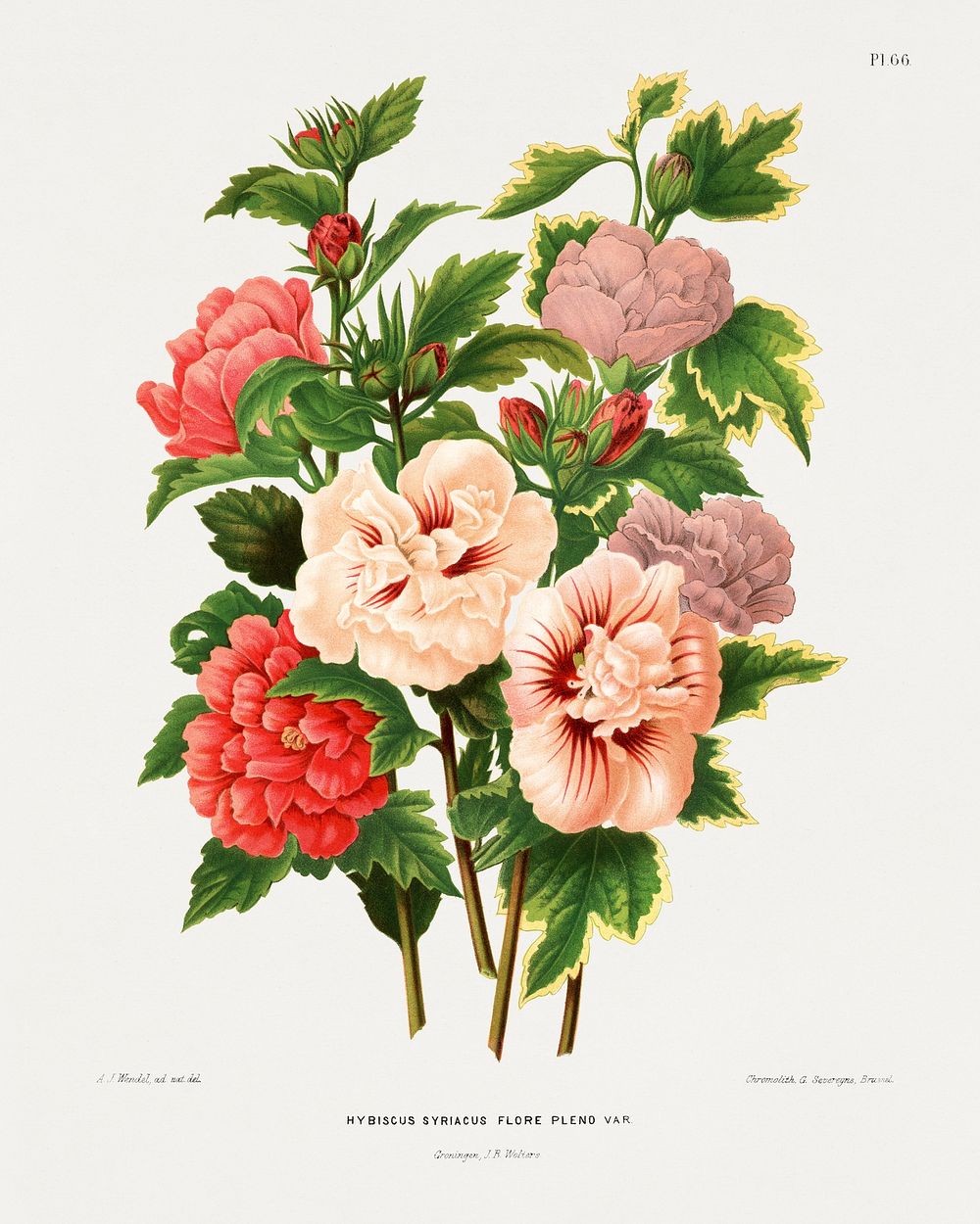 Hybiscus Syriacus Flore Plend Var. chromolithograph plates by Abraham Jacobus Wendel. Digitally enhanced from our own 1879…