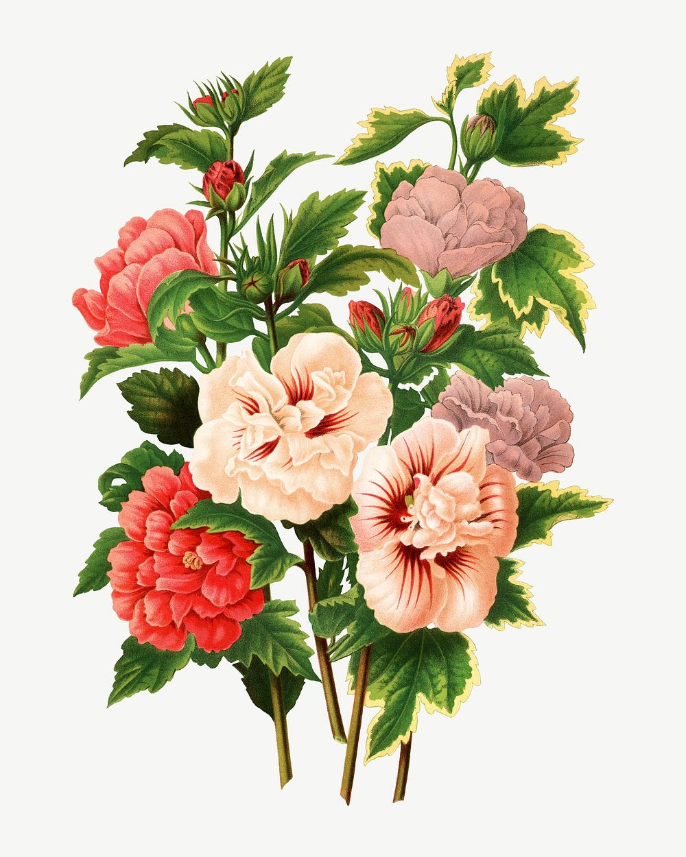 Vintage hibiscus illustration, collage element psd. Remixed from our own original 1879 edition of Nederlandsche Flora en…