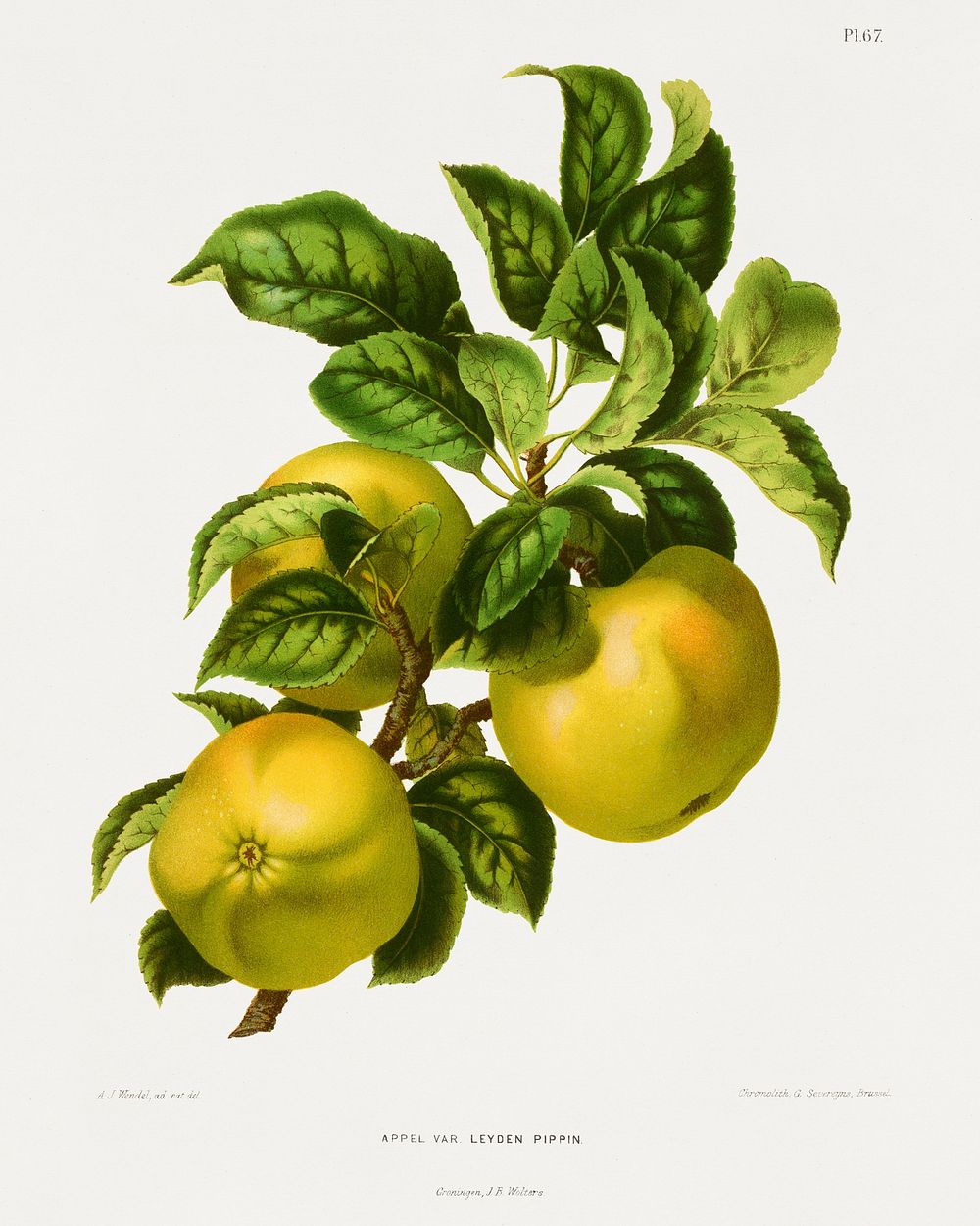 Appel Var. Leyden Pippin chromolithograph plates by Abraham Jacobus Wendel. Digitally enhanced from our own 1879 edition…