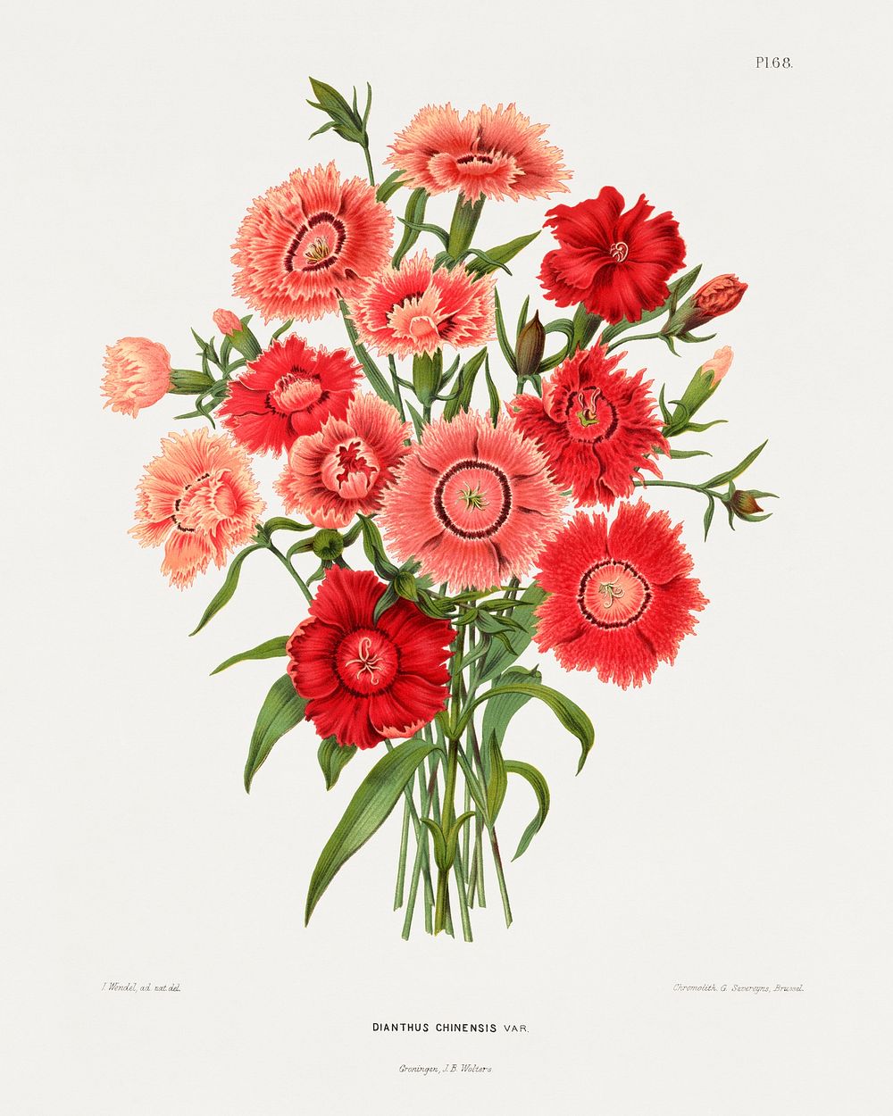 rainbow pink flower (Dianthus Chinensis Var.) chromolithograph plates by Abraham Jacobus Wendel. Digitally enhanced from our…