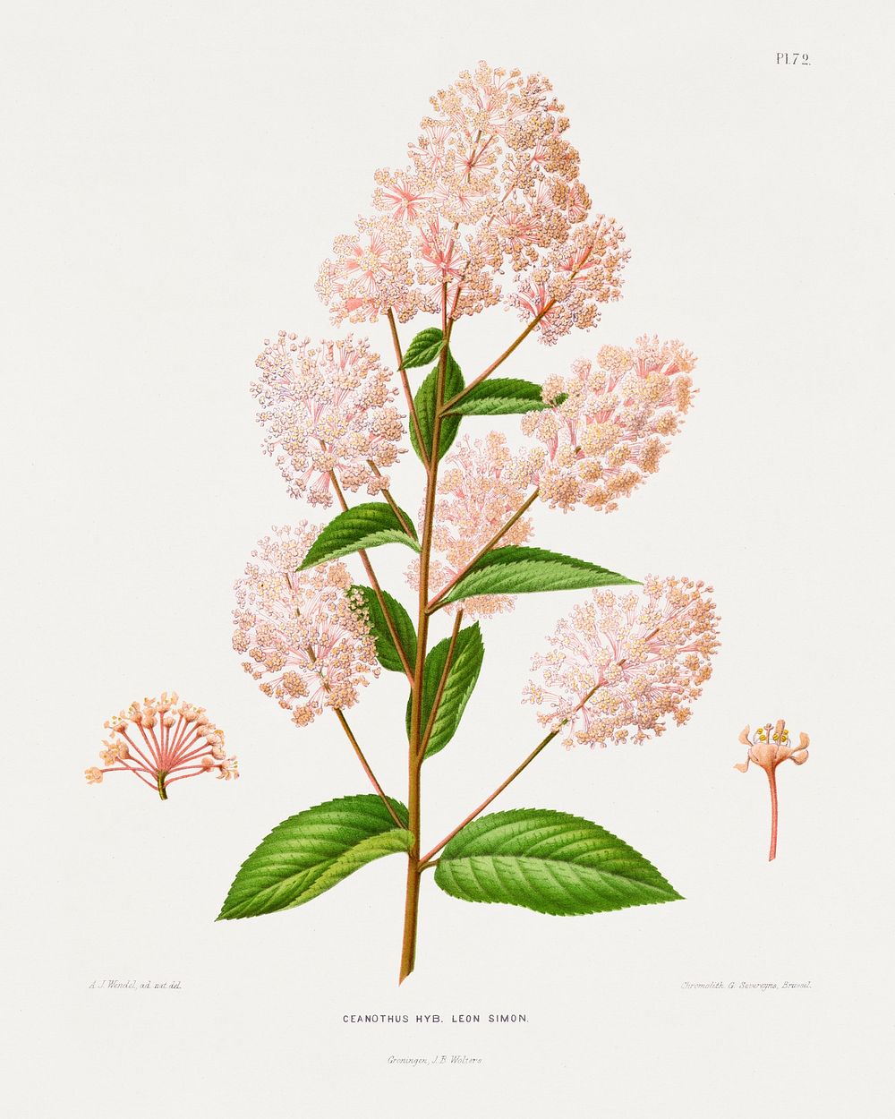 Ceanothus Hyb. Leon Simon chromolithograph plates by Abraham Jacobus Wendel. Digitally enhanced from our own 1879 edition…