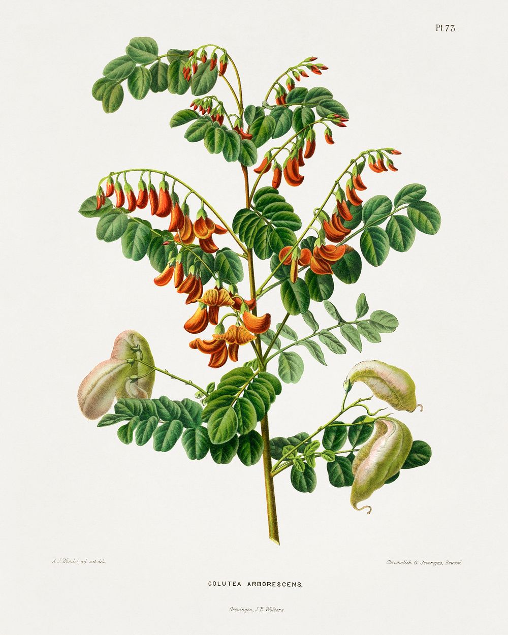 Bladder-senna (Colutea Arborescens) chromolithograph plates by Abraham Jacobus Wendel. Digitally enhanced from our own 1879…