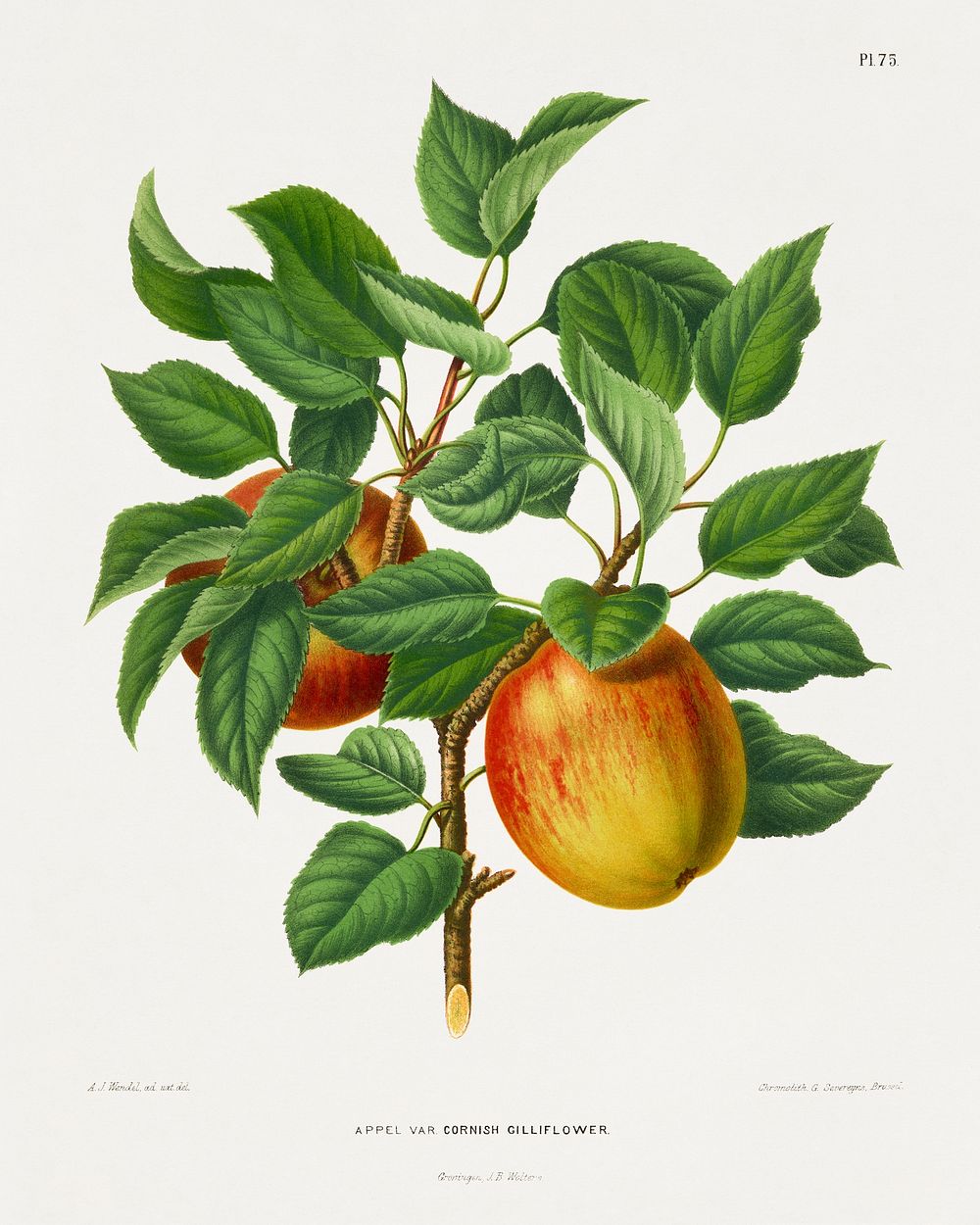 Appel Var. Cornish Gilliflower chromolithograph plates by Abraham Jacobus Wendel. Digitally enhanced from our own 1879…