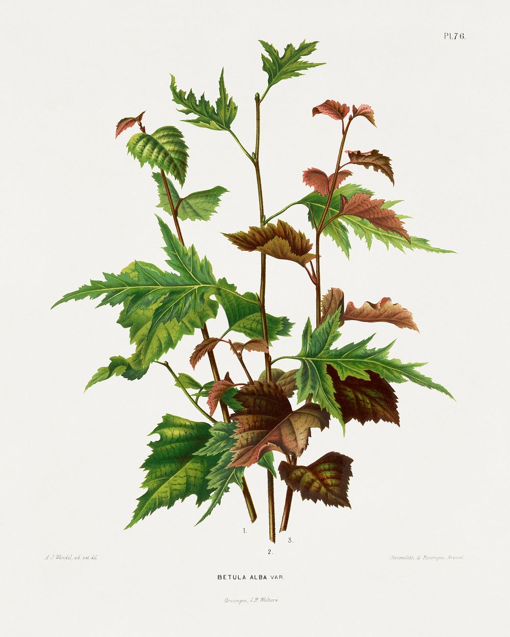 Betula Alba Var. chromolithograph plates by Abraham Jacobus Wendel. Digitally enhanced from our own 1879 edition plates of…