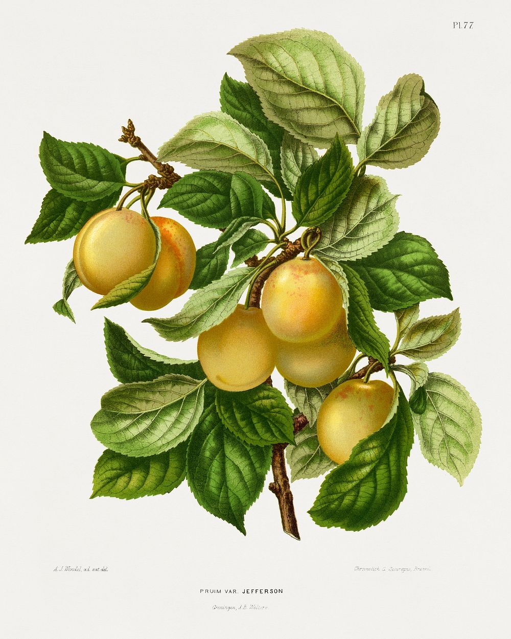 Pruim Var. Jefferson (Prune) chromolithograph plates by Abraham Jacobus Wendel. Digitally enhanced from our own 1879 edition…