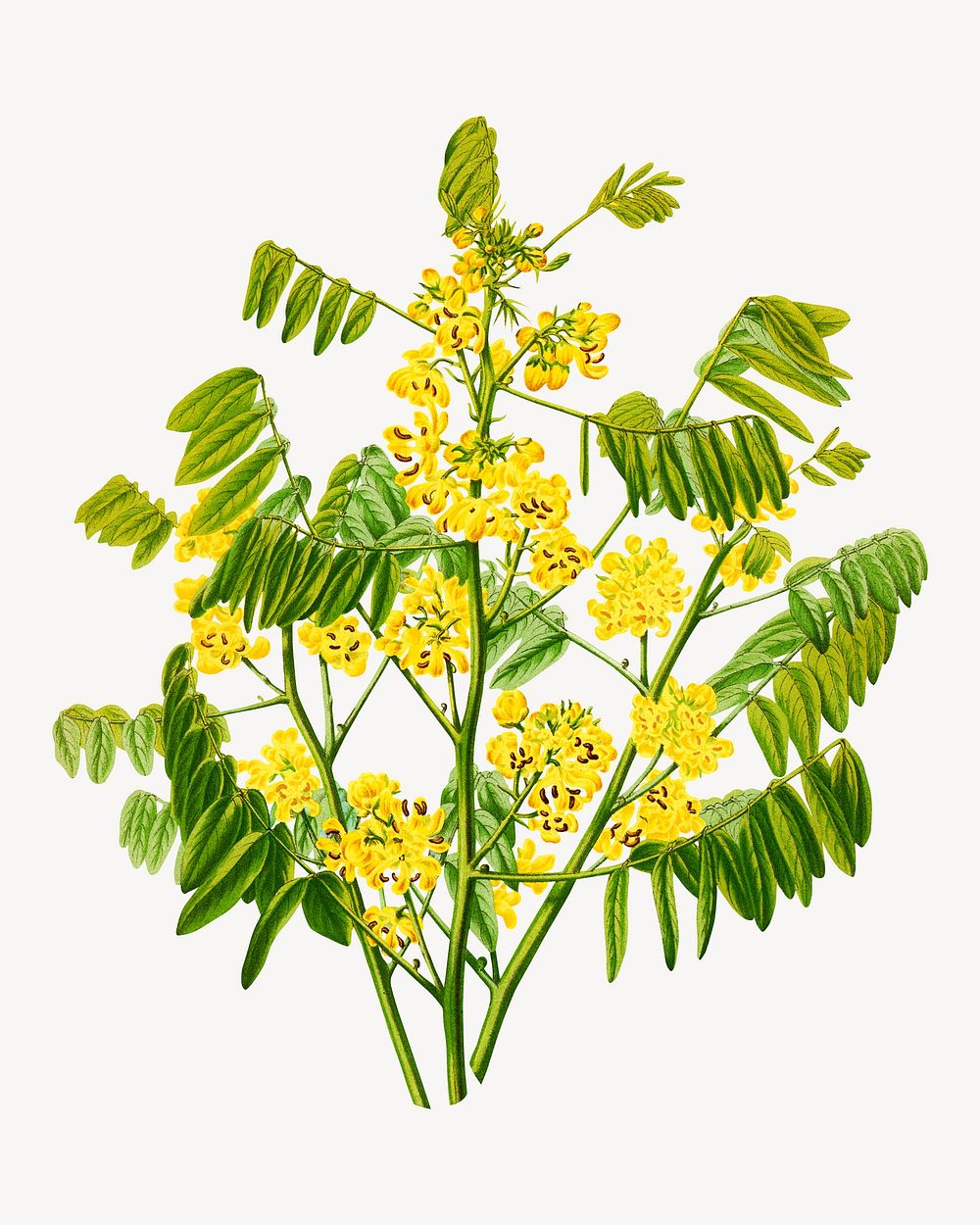 Vintage yellow flower, Maryland wild senna illustration. Remixed from our own original 1879 edition of Nederlandsche Flora…