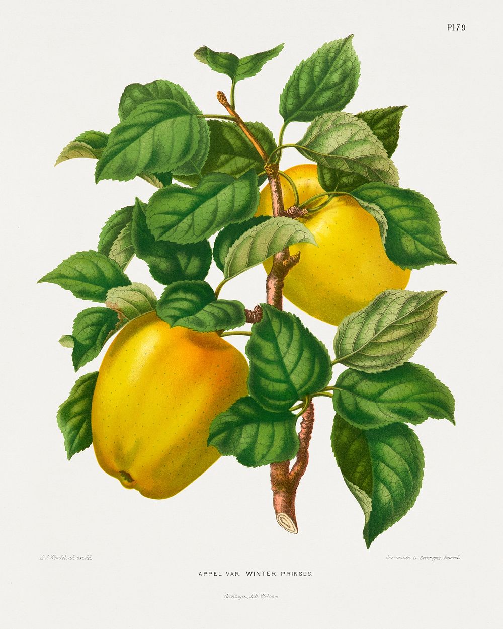 Appel Var. Winter Prinses (Apple) chromolithograph plates by Abraham Jacobus Wendel. Digitally enhanced from our own 1879…
