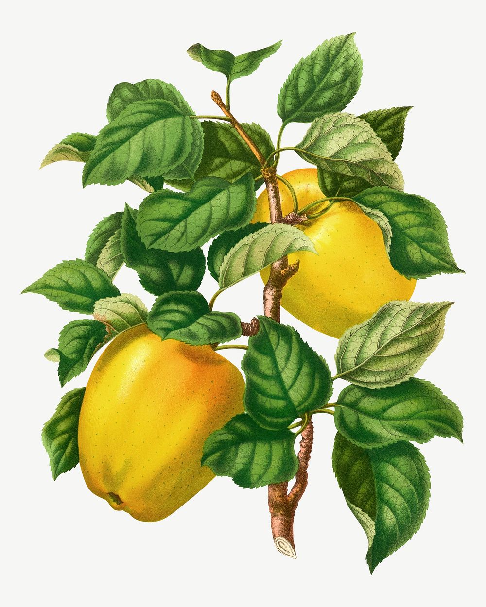 Vintage apple illustration, collage element psd. Remixed from our own original 1879 edition of Nederlandsche Flora en…