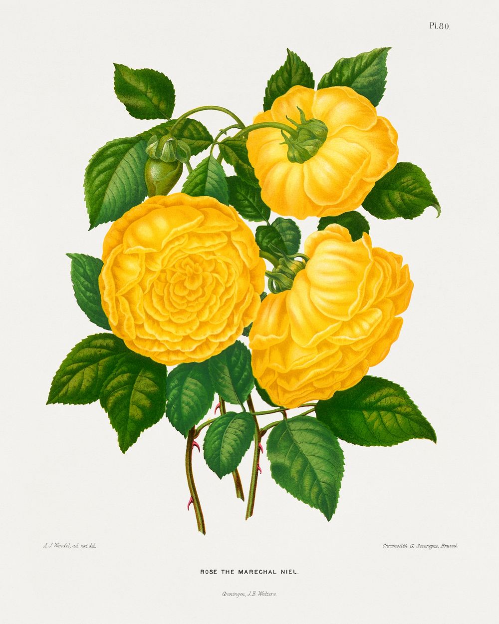 Rose The Marechal Niel chromolithograph plates by Abraham Jacobus Wendel. Digitally enhanced from our own 1879 edition…