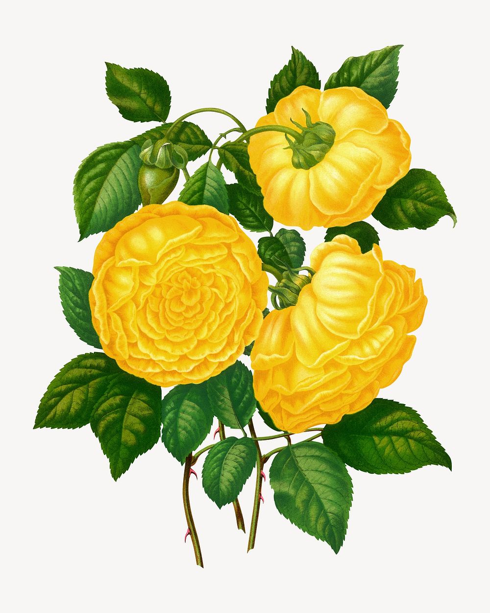 Vintage yellow roses illustration. Remixed from our own original 1879 edition of Nederlandsche Flora en Pomona. 