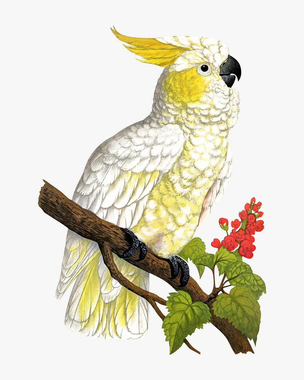Lesser lemon-crested cockatoo, vintage bird illustration psd. Remixed by rawpixel.