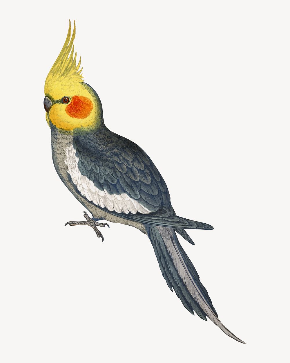 Cockatiel vintage bird illustration. Remixed by rawpixel.