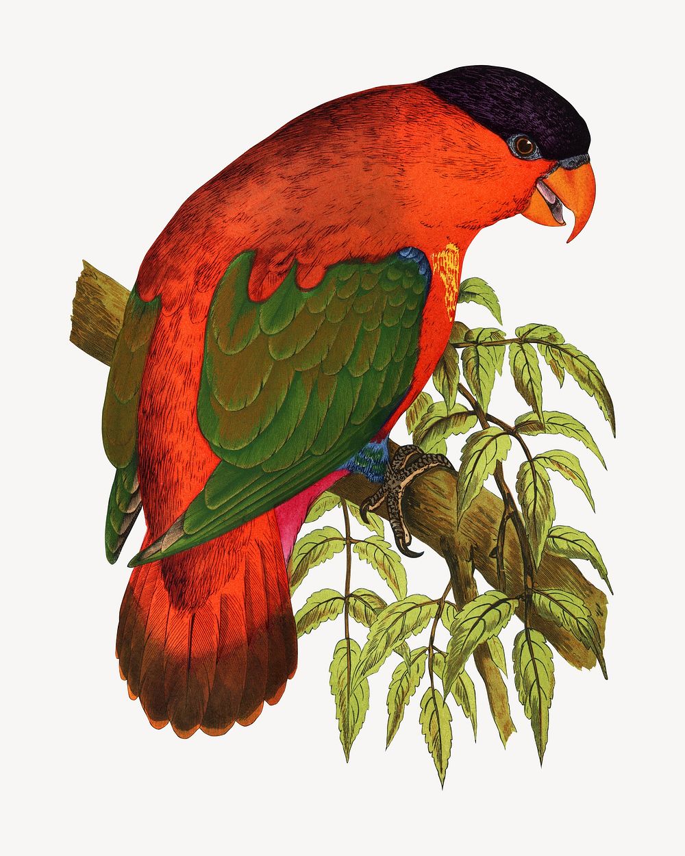Purple-capped lory vintage bird illustration. Remixed by rawpixel.
