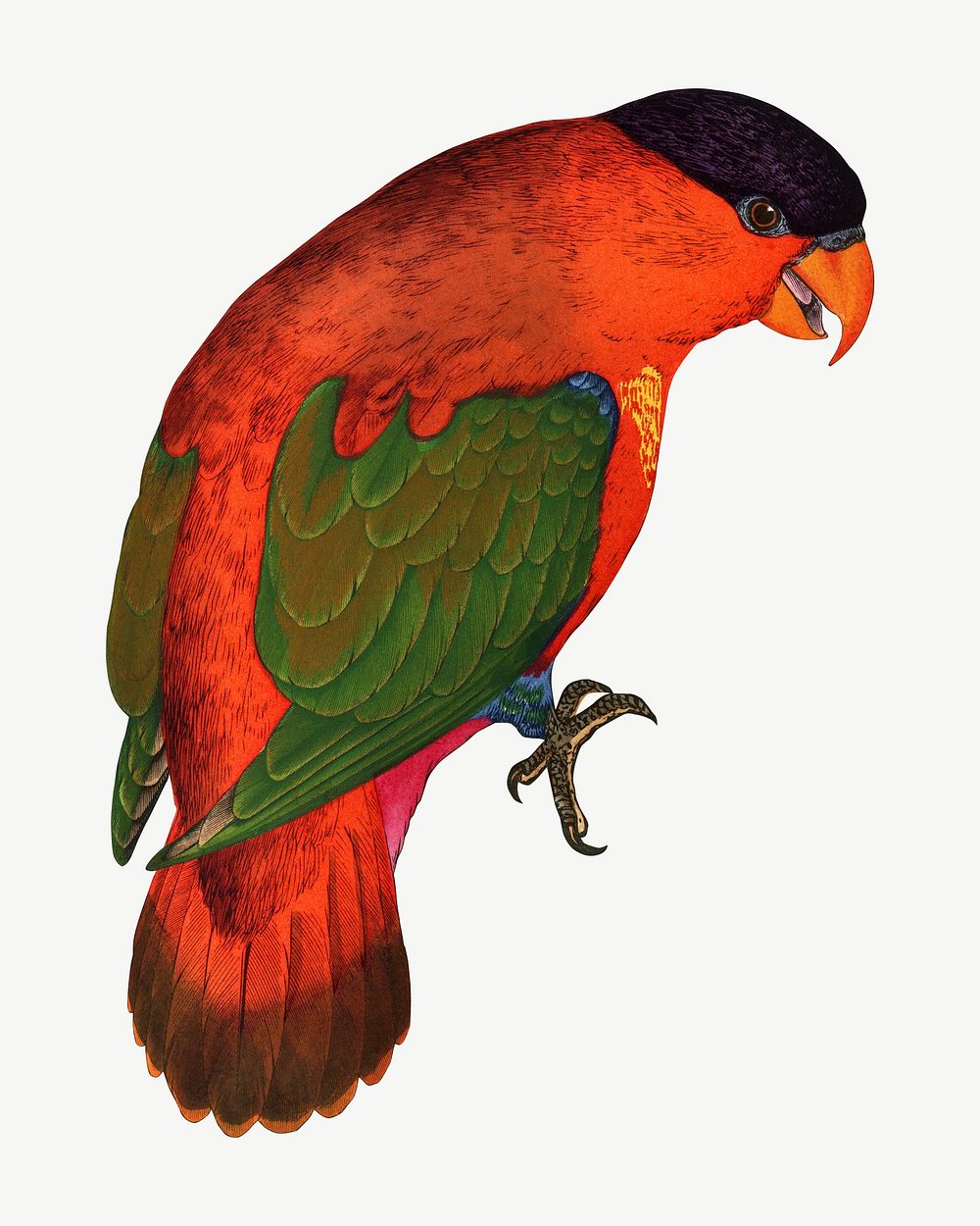 Purple-capped lory, vintage bird illustration psd. Remixed by rawpixel.