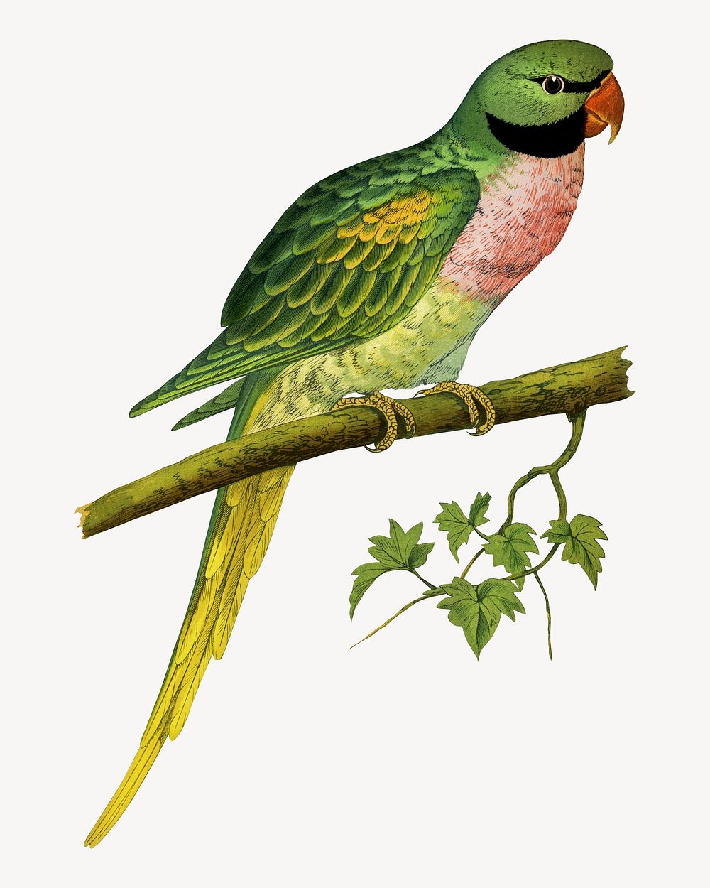 Javan parakeet vintage bird illustration. Remixed by rawpixel.