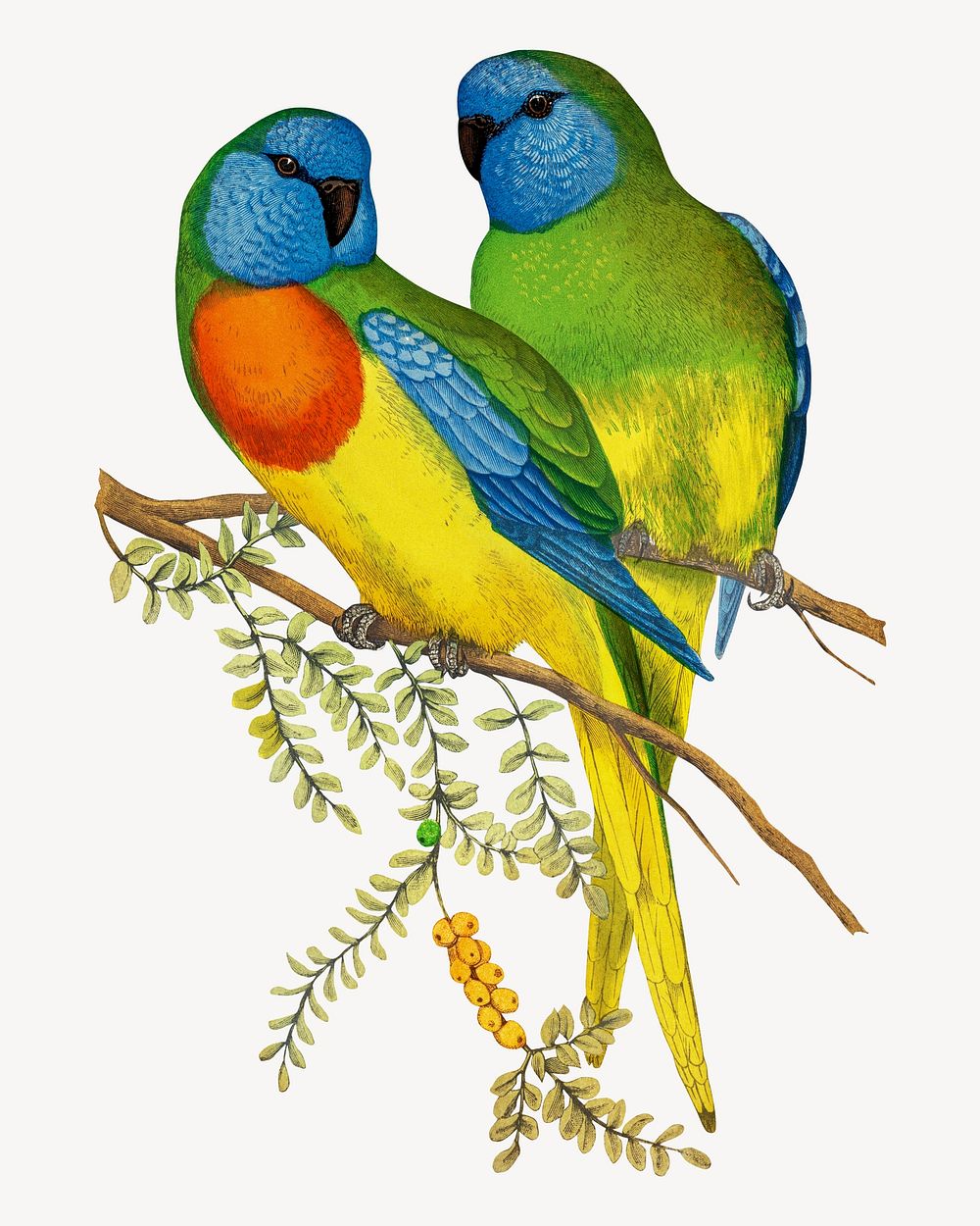 Splendid parakeet vintage bird illustration. Remixed by rawpixel.