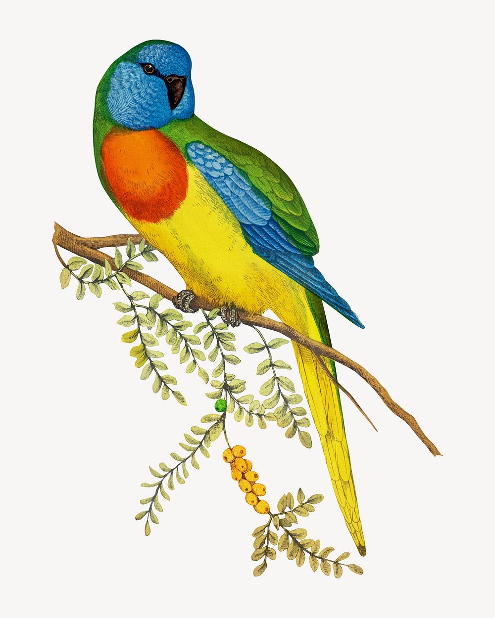 Splendid parakeet vintage bird illustration. Remixed by rawpixel.