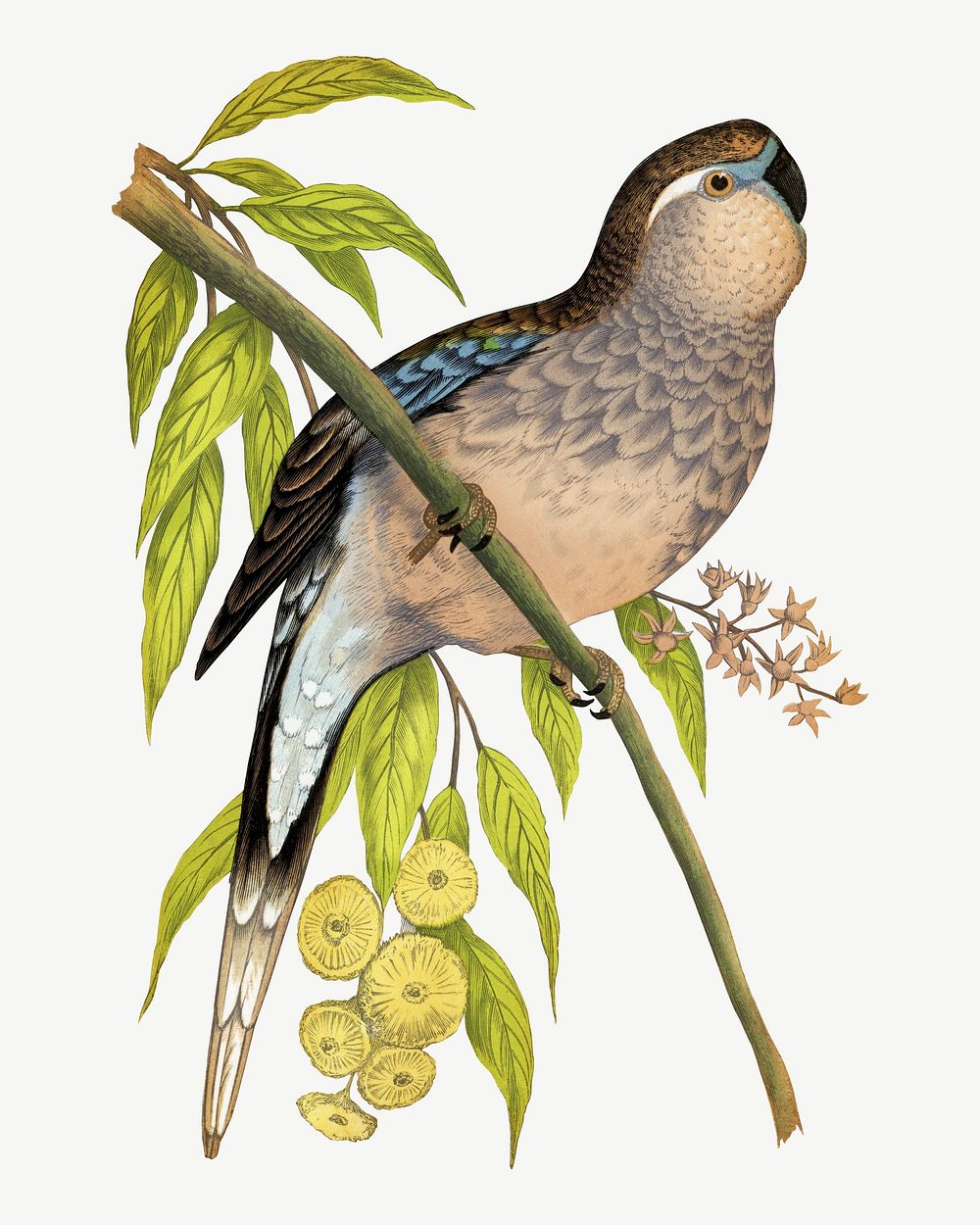 Bourke's parakeet, vintage bird illustration psd. Remixed by rawpixel.